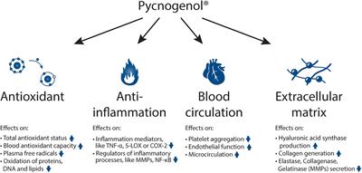 Frontiers Pycnogenol French maritime pine bark extract in